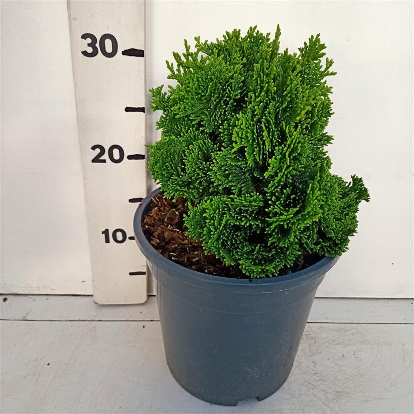 Chamaecyparis o. 'Kosteri' - C3 20-25 CM